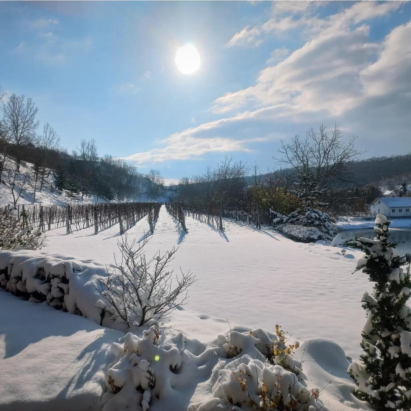 Penzion Ve Vinohradě Němčičky Exterior foto