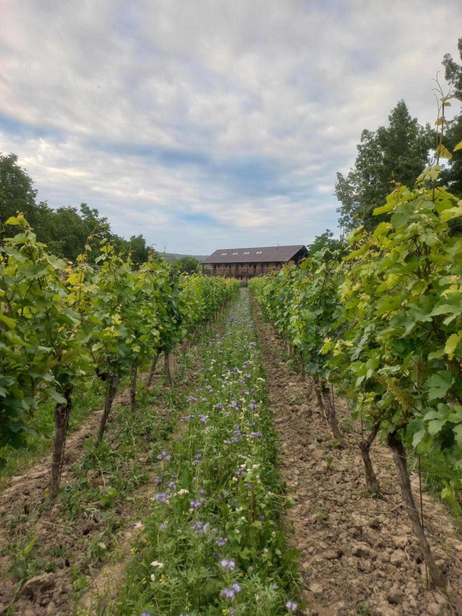 Penzion Ve Vinohradě Němčičky Exterior foto