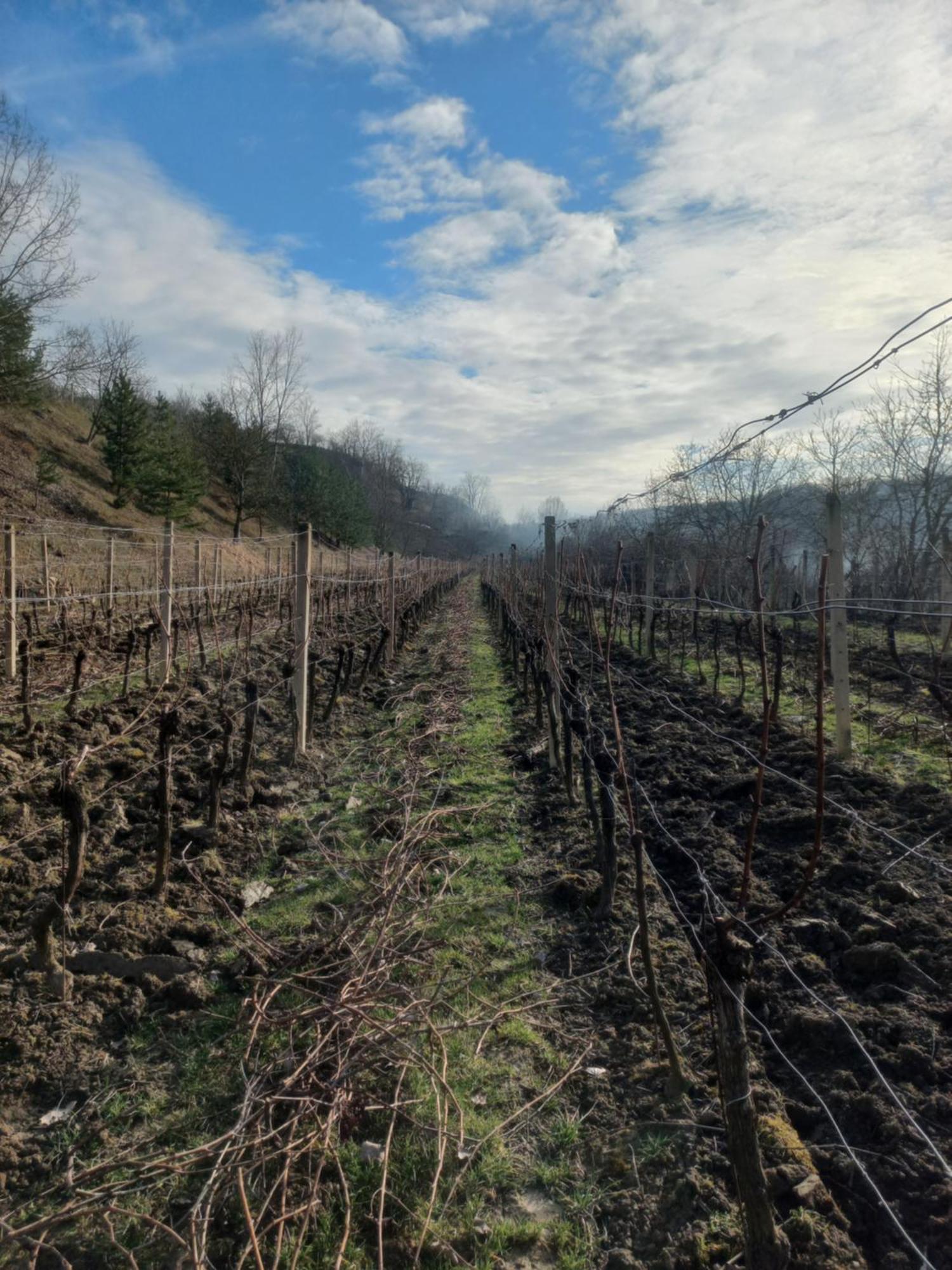 Penzion Ve Vinohradě Němčičky Exterior foto