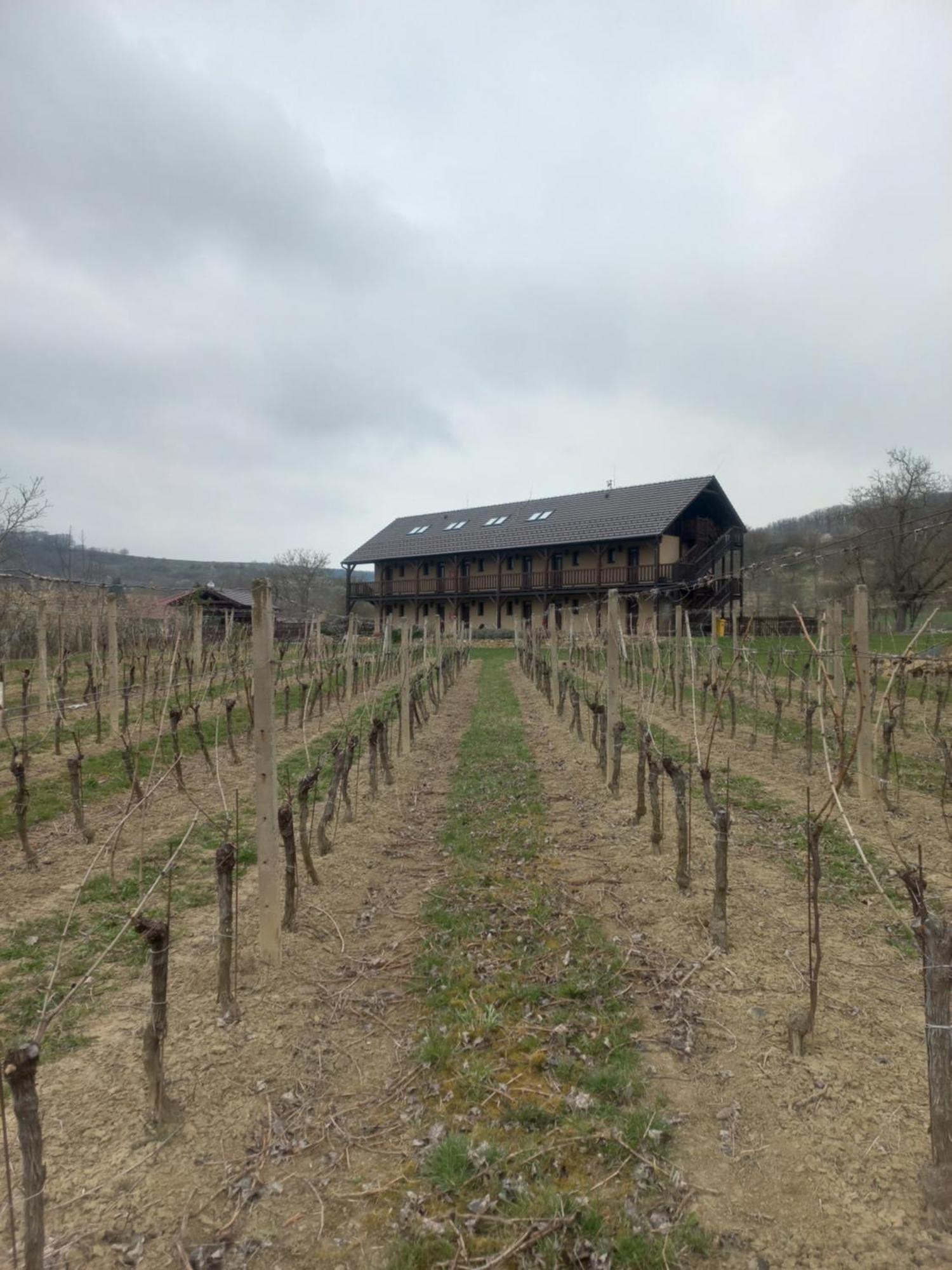 Penzion Ve Vinohradě Němčičky Exterior foto